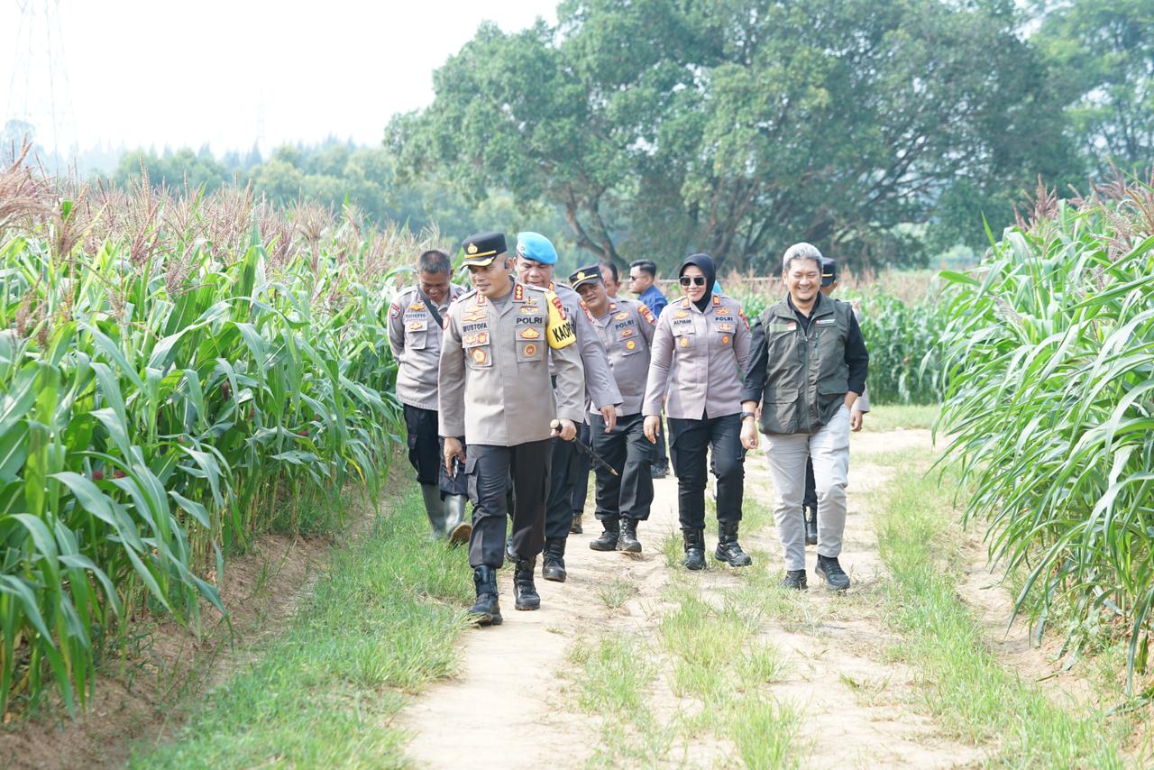 Ketahanan pangan menanam jagung